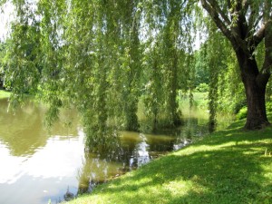 weeping willow