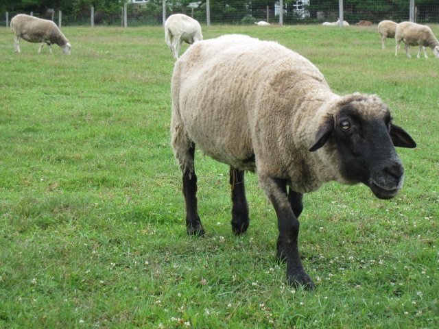 shaggy sheep