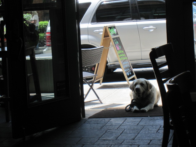 Dog at bagel shop